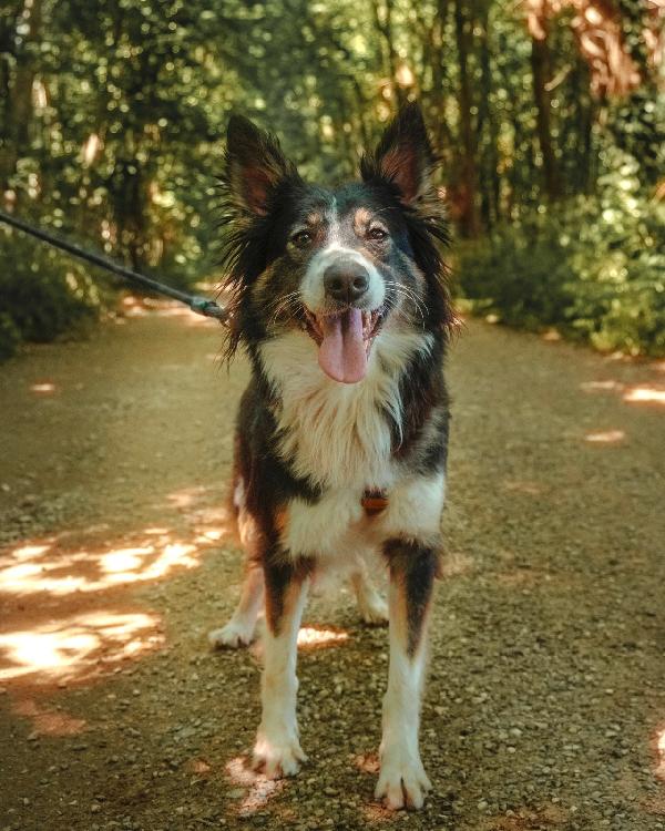 Mila, splendida Border Collie Foto 2